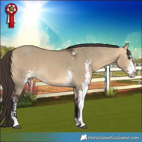 Horse Color:Buckskin Dun Sabino 