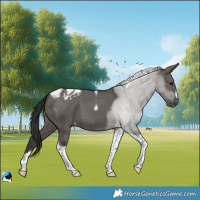 Horse Color:Grullo Tobiano Blanket 