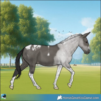 Horse Color:Grullo Tobiano Appaloosa 