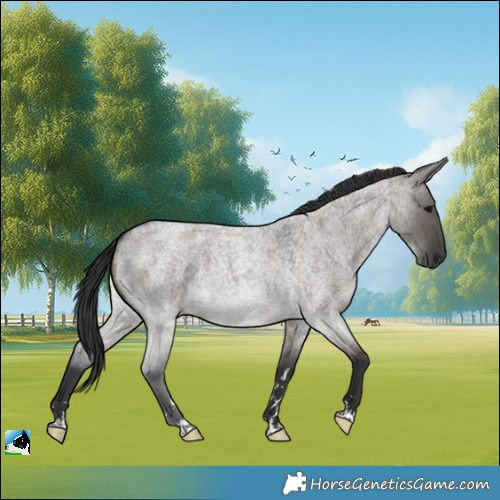 Horse Color:Grullo Roan 