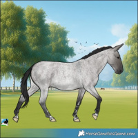 Horse Color:Grullo Roan 