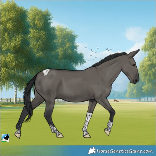 Horse Color:Grullo Tobiano