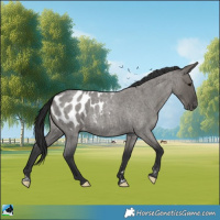 Horse Color:Grullo Roan Appaloosa