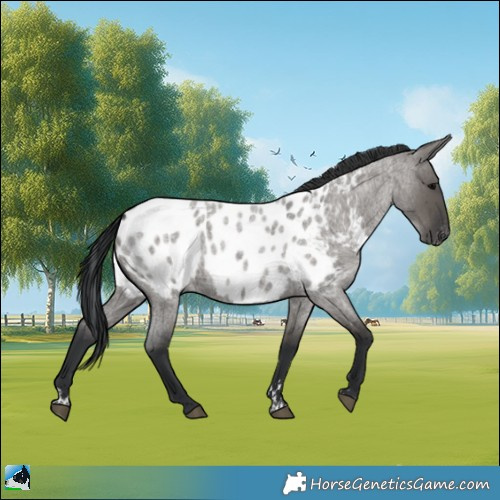 Horse Color:Grullo Roan Appaloosa
