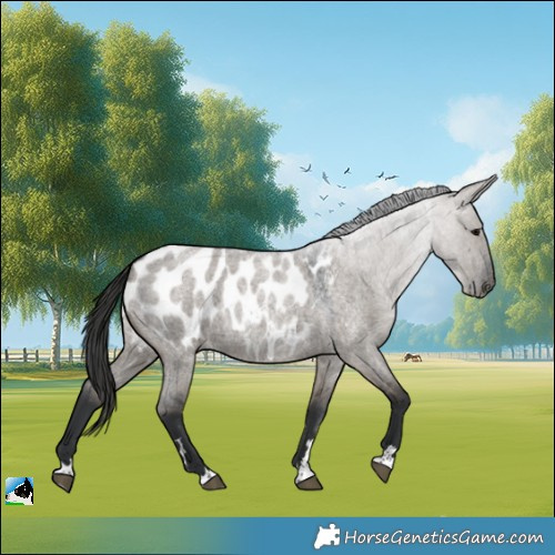 Horse Color:Grullo Roan Appaloosa 
