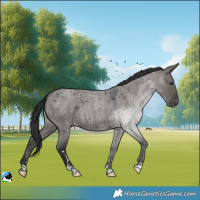 Horse Color:Grullo Roan Varnish