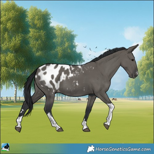 Horse Color:Grullo Tobiano Appaloosa 