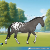 Horse Color:Grullo Tobiano Appaloosa 