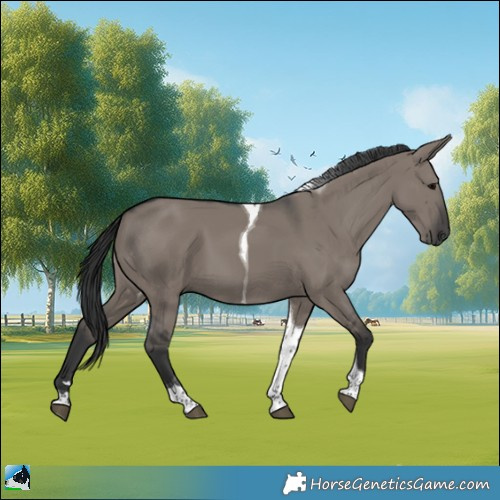 Horse Color:Grullo Tobiano 