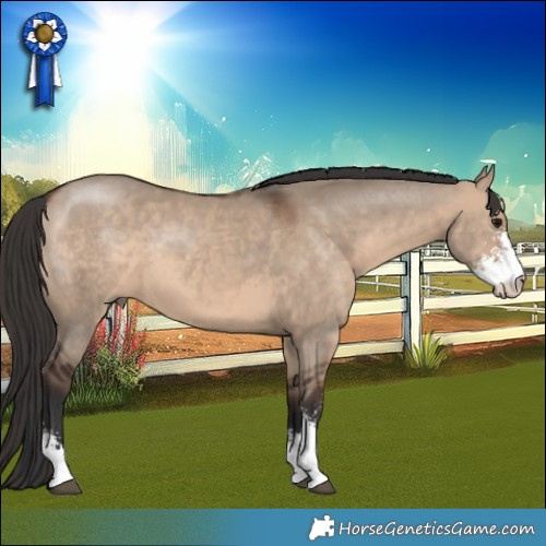 Horse Color:Bay Dun Sabino 