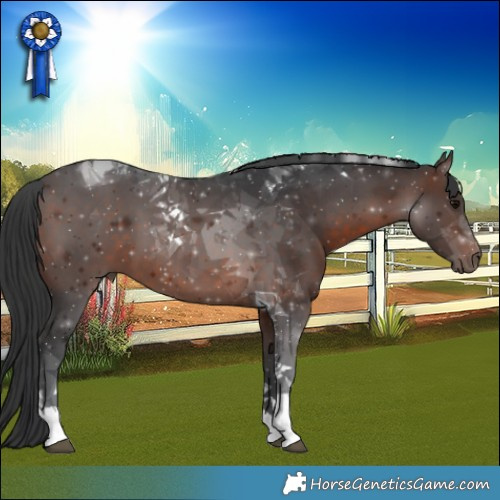 Horse Color:Brown Tobiano 