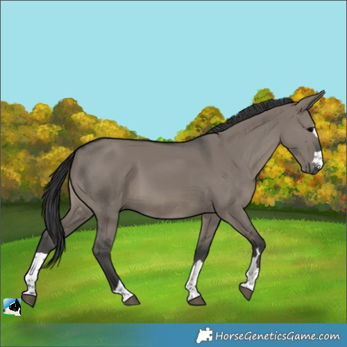 Horse Color:Grullo Rabicano 