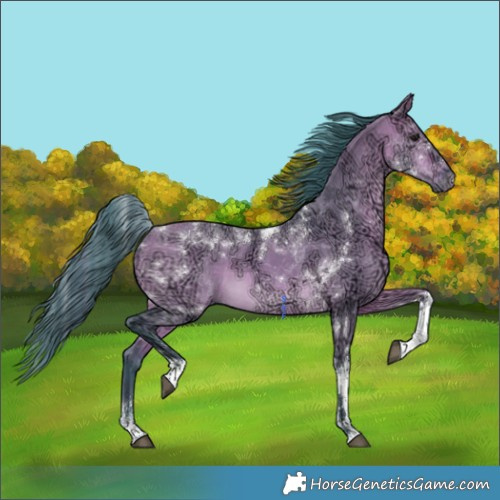 Horse Color:Watercolor Bay Ice Dun Tobiano 