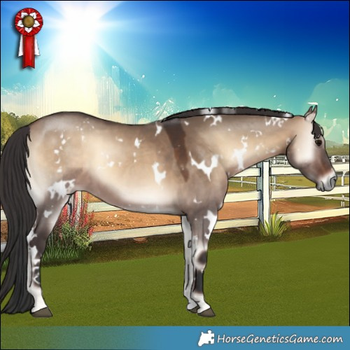Horse Color:White Spotted Bay Onyx