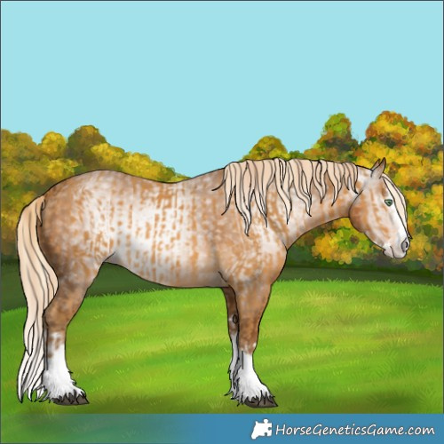 Horse Color:Palomino Splash and Gray Palomino Splash