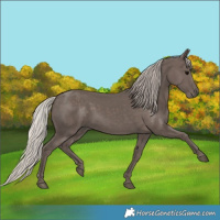 Horse Color:Silver Black