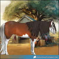Horse Color:White Spotted Bay Splash 