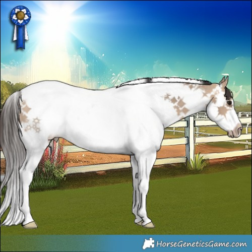 Horse Color:Bay Dun Splash Tobiano Rabicano 