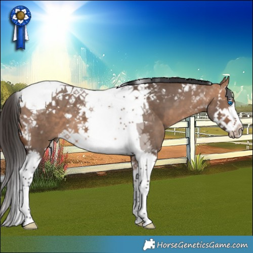 Horse Color:Bay Dun Splash Tobiano 