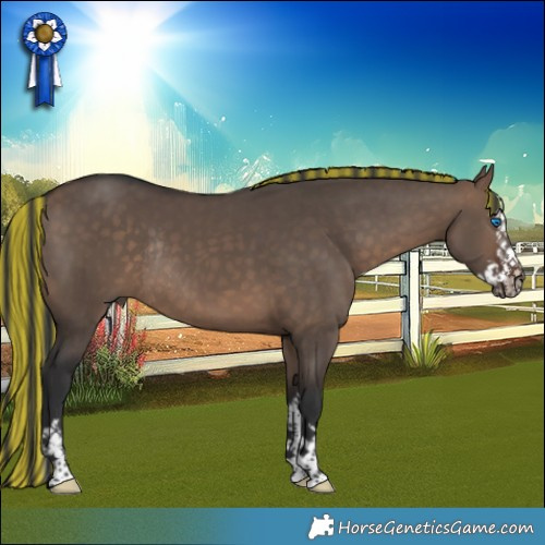 Horse Color:Painted Bay Dun Splash Rabicano 
