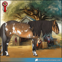 Horse Color:White Spotted Buckskin 