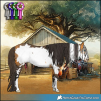 Horse Color:Buckskin Frame Rabicano