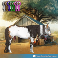 Horse Color:Buckskin Frame Rabicano 
