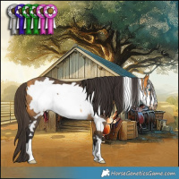 Horse Color:Buckskin Frame Rabicano