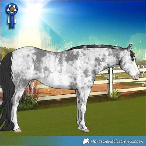 Horse Color:Black Ice Sabino Rabicano 