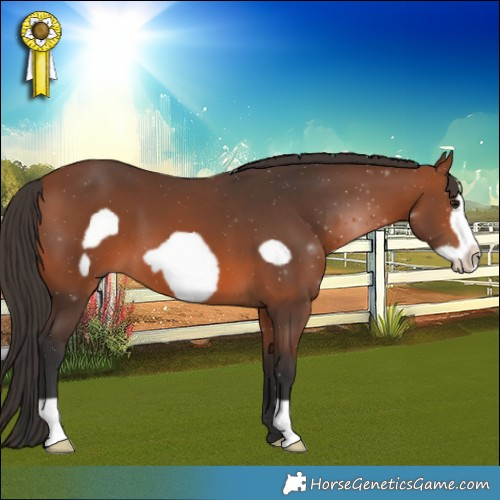 Horse Color:Bay Frame