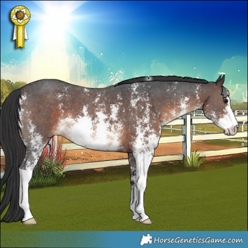 Horse Color:Brown Sabino