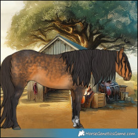 Horse Color:Buckskin Sabino 