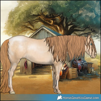 Horse Color:Buckskin Pearl 