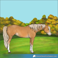 Horse Color:Palomino Splash and Palomino Splash