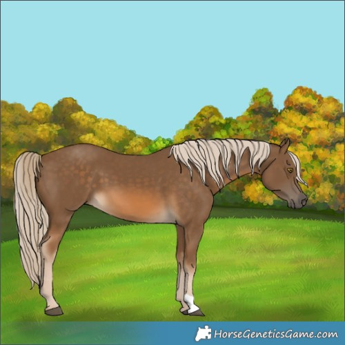 Horse Color:Chocolate Palomino