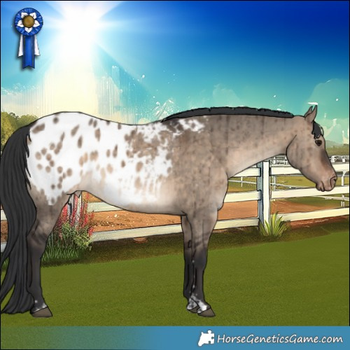 Horse Color:Brown Dun Appaloosa Rabicano Brindle 