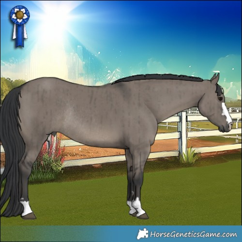 Horse Color:Grullo Rabicano Brindle 
