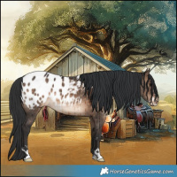 Horse Color:Brown Dun Sabino Blanket Rabicano Brindle 