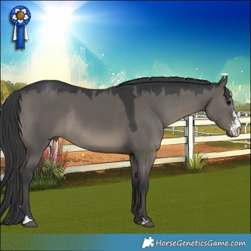 Horse Color:Grullo Sabino Rabicano 