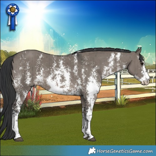 Horse Color:Grullo Sabino Brindle 
