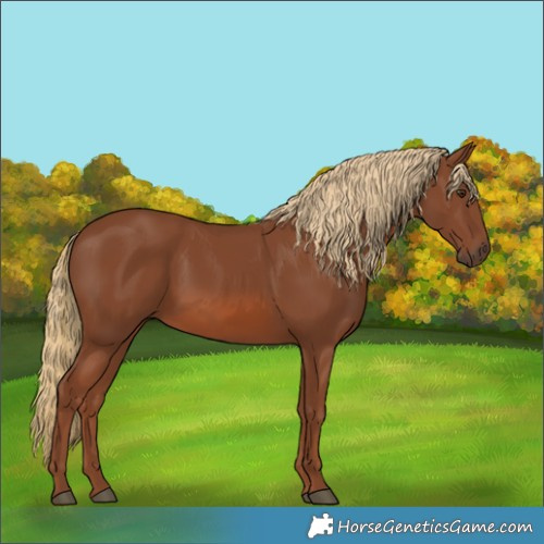 Horse Color:Chestnut 
