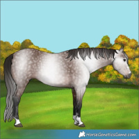 Horse Color:Gray Bay 