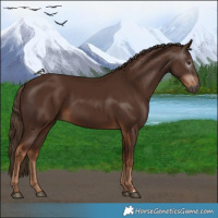 Horse Color:Gray Chestnut 