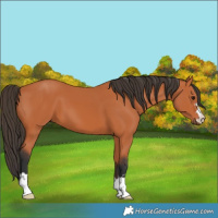 Horse Color:Bay 
