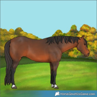 Horse Color:Bay 