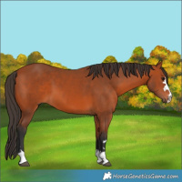 Horse Color:Bay 