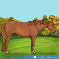 Horse Color:Chestnut 