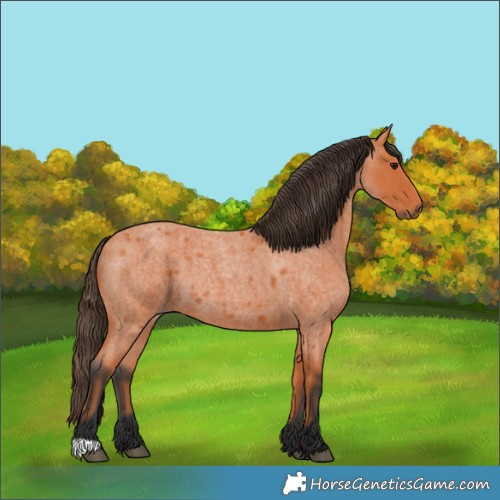 Horse Color:Bay Roan 