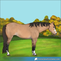 Horse Color:Bay Dun 