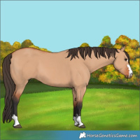 Horse Color:Bay Dun